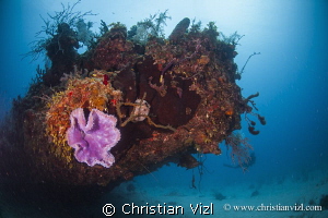Beautiful Coral Reef full of life and a Grouper hiding un... by Christian Vizl 
